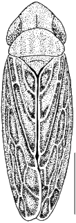 Cosmotettix panzeri