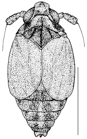 Delphacodes capnodes