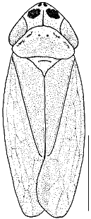 Deltocephalus maculiceps