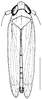 Kelisia pallidula