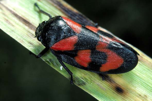 Cercopis vulnerata