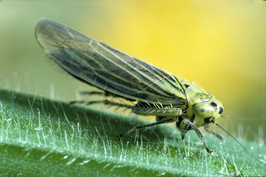 Cicadula quadrinotata