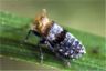 Conomelus anceps