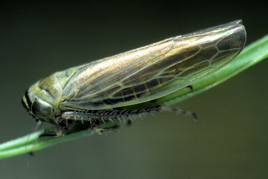 Limotettix striola